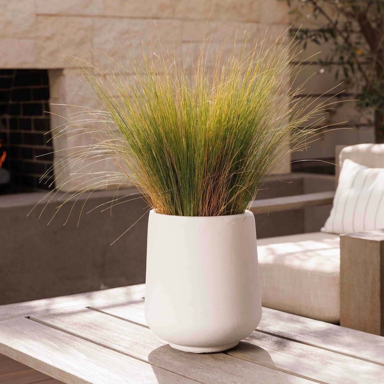 Mexican Feather Grass (Stipa tenuissima) (7823954116863)